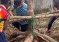 Singkong Tapioka Tak Laku di Dalam Negeri Akibat Impor, Ini Respons Susi Pudjiastuti